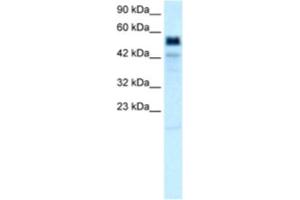 Western Blotting (WB) image for anti-T-Bet antibody (ABIN2460514) (T-Bet antibody)