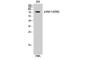 Western Blotting (WB) image for anti-V-Raf-1 Murine Leukemia Viral Oncogene Homolog 1 (RAF1) (pSer296) antibody (ABIN3182575) (RAF1 antibody  (pSer296))