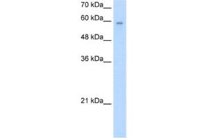 Western Blotting (WB) image for anti-protein ariadne-2 homolog (ARIH2) antibody (ABIN2460945) (ARIH2 antibody)