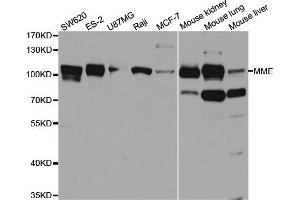 Western blot analysis of extracts of various cell lines, using MME antibody. (MME antibody  (AA 52-352))