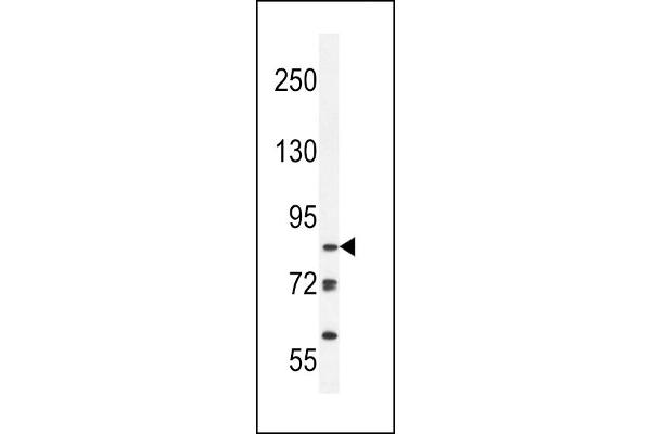 KDM3B antibody  (AA 869-897)