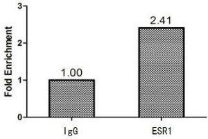 Chromatin Immunoprecipitation MCF-7 (1. (Estrogen Receptor alpha antibody  (AA 10-591))