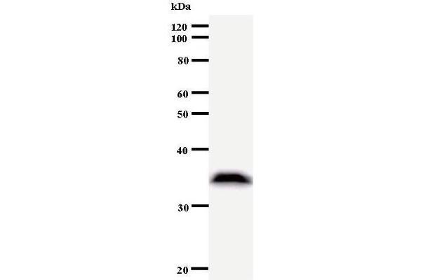 Mars (MARS) antibody