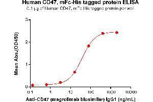 ELISA plate pre-coated by 1 μg/mL (100 μL/well) Human CD47, mFc-His tagged protein ABIN6961081, ABIN7042191 and ABIN7042192 can bind Anti-CD47(magrolimab biosimilar,IgG1) ABIN7093068 and ABIN7272598 in a linear range of 3. (Recombinant CD47 (Magrolimab Biosimilar) antibody)