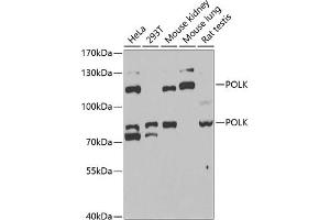 Western blot analysis of extracts of various cell lines, using POLK antibody (ABIN6128477, ABIN6145899, ABIN6145903 and ABIN6221718) at 1:1000 dilution. (POLK antibody  (AA 1-260))