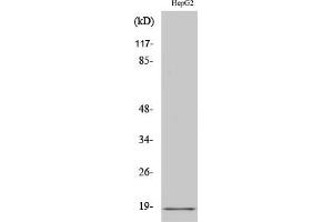 Western Blot analysis of HuvEc cells using Calmodulin Polyclonal Antibody diluted at 1:2000. (Calmodulin 1 antibody)