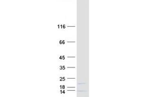 MRPL42 Protein (Transcript Variant 1) (Myc-DYKDDDDK Tag)