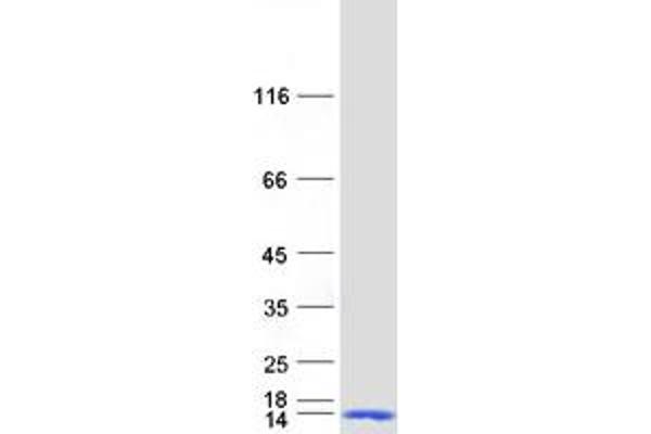 DYNLL2 Protein (Myc-DYKDDDDK Tag)