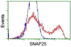 Flow Cytometry (FACS) image for anti-Synaptosomal-Associated Protein, 25kDa (SNAP25) antibody (ABIN1501018) (SNAP25 antibody)