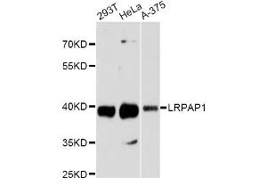 Western blot analysis of extracts of various cell lines, using LRPAP1 antibody. (LRPAP1 antibody)