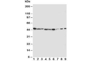 Western blot testing of IDO antibody and Lane 1:  SMMC-7721 (IDO antibody  (N-Term))