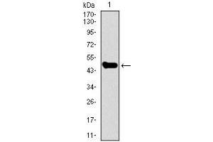 Western Blotting (WB) image for anti-Signal Transducer and Activator of Transcription 5A (STAT5A) (AA 583-794) antibody (ABIN1098129)