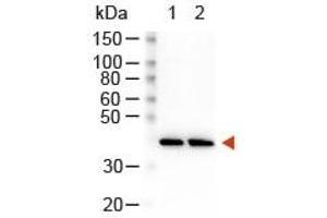 Western Blotting (WB) image for Goat anti-Rabbit IgG (Heavy & Light Chain) antibody (HRP) (ABIN7539583)