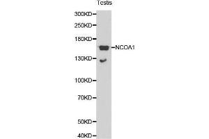 Western Blotting (WB) image for anti-Nuclear Receptor Coactivator 1 (NCOA1) (AA 1222-1441) antibody (ABIN3021492) (NCOA1 antibody  (AA 1222-1441))