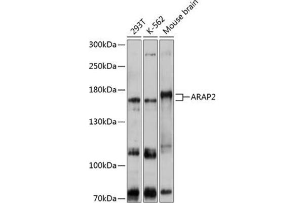 ARAP2 antibody  (AA 1405-1704)