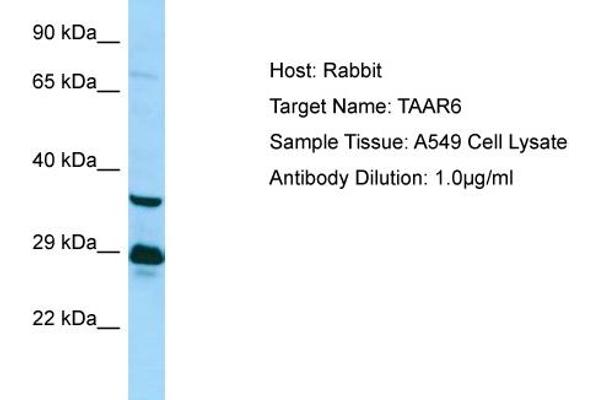 TAAR6 antibody  (C-Term)