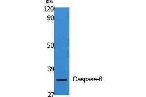 Western Blotting (WB) image for anti-Caspase 6, Apoptosis-Related Cysteine Peptidase (CASP6) (N-Term) antibody (ABIN3181852) (Caspase 6 antibody  (N-Term))