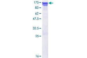 Image no. 1 for Valosin Containing Protein (VCP) (AA 1-806) protein (GST tag) (ABIN1324947) (VCP Protein (AA 1-806) (GST tag))