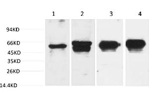 Western blot analysis of 1) Hela, 2) 293T, 3) Mouse Brain Tissue, 4) Rat Brain Tissue with c-Fos Mouse mAb diluted at 1:2000. (c-FOS antibody)