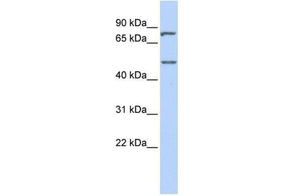 ZNF252 antibody  (Middle Region)