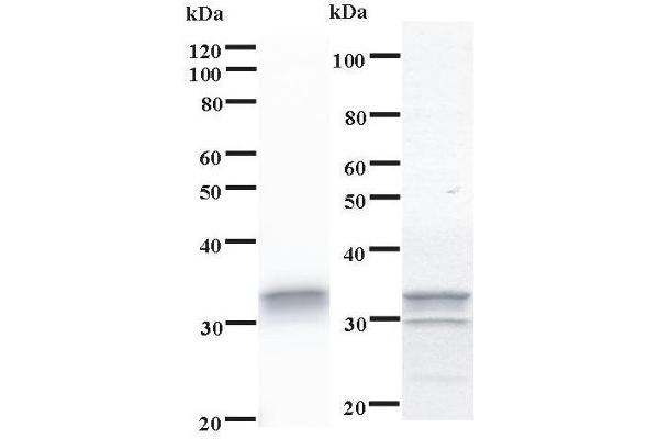 STAMBPL1 antibody