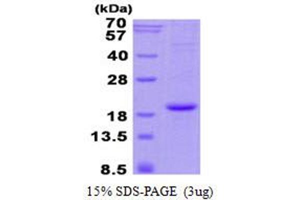 HBa2 Protein (His tag)