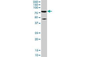 Western Blotting (WB) image for anti-Mitofusin 2 (MFN2) (AA 661-758) antibody (ABIN599101) (MFN2 antibody  (AA 661-758))