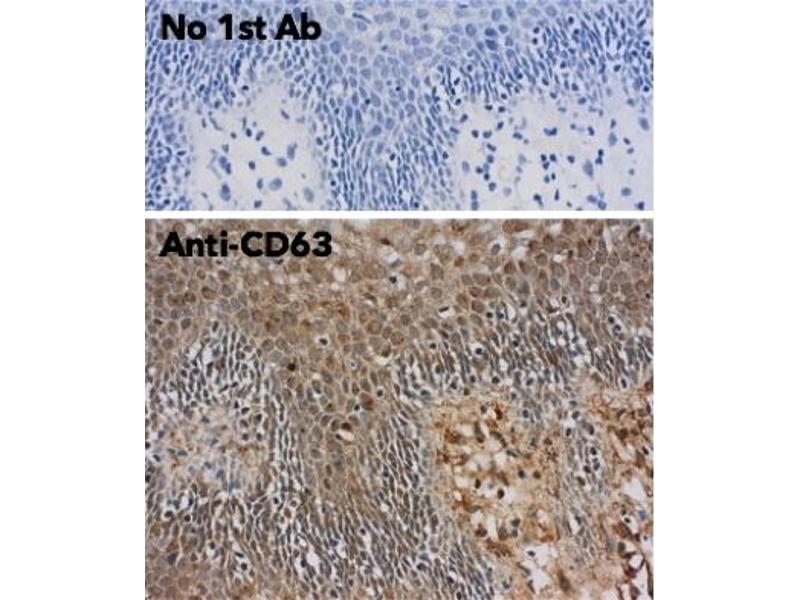 CD63 Antibody ABIN1440014