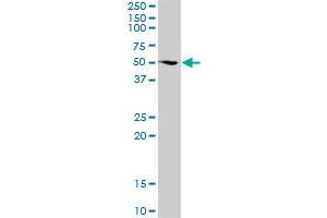 FUBP3 MaxPab polyclonal antibody. (FUBP3 antibody  (AA 1-261))