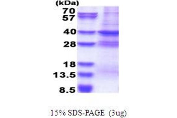 MED27 Protein (AA 1-311) (His tag)