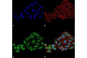 Immunocytochemistry/Immunofluorescence analysis using Rabbit Anti-WDR45 Polyclonal Antibody . (WDR45 antibody  (AA 312-322) (PerCP))