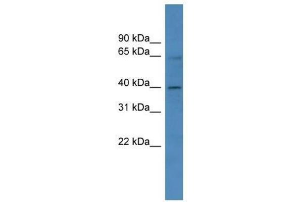 ZNF579 antibody  (C-Term)