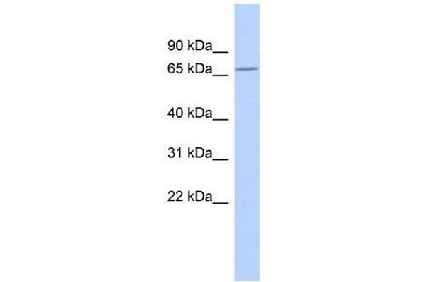 ZNF404 antibody  (Middle Region)