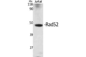 Western Blot analysis of various cells using Rad52 Polyclonal Antibody. (RAD52 antibody)