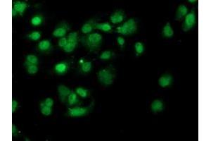 Immunofluorescence (IF) image for anti-Prenyl (Decaprenyl) Diphosphate Synthase, Subunit 2 (PDSS2) antibody (ABIN1500139) (PDSS2 antibody)