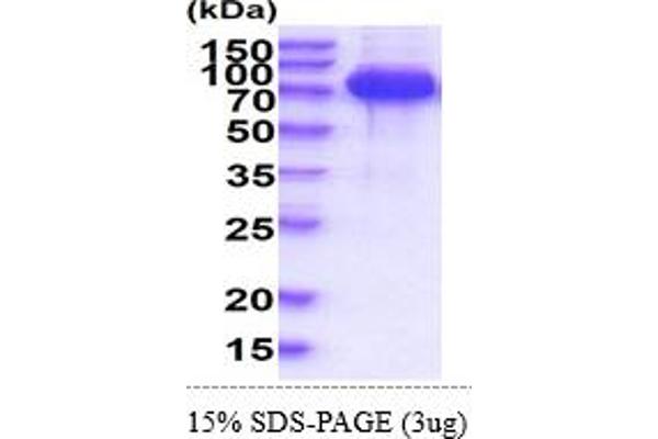 LCP2 Protein (AA 1-533) (His tag)