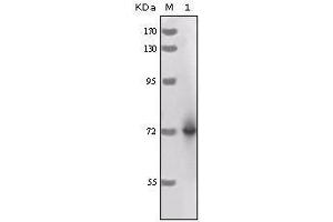 Western Blot showing HRP antibody used against full-length HRP recombinant protein. (HRP antibody)