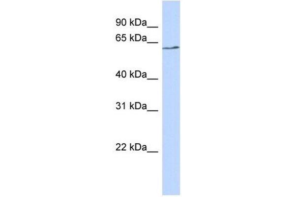 BTNL9 antibody  (N-Term)