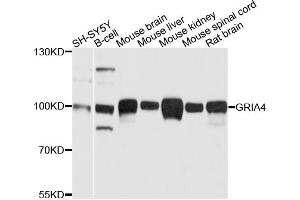 Western blot analysis of extracts of various cell lines, using GRIA4 antibody. (GRIA4 antibody)