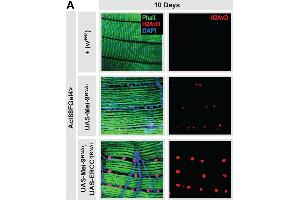 Systemic hormetic responses from muscle-specific DNA damage. (Histone H2A Variant (HIS2AV) (Internal Region), (pSer137) antibody)