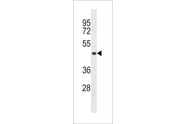 Aurora Kinase C antibody  (AA 115-145)