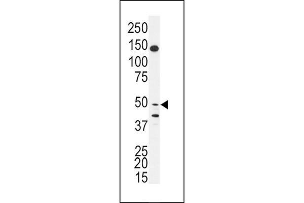 BPIL1 antibody  (N-Term)