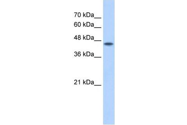 POFUT2 antibody  (C-Term)