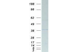 Validation with Western Blot (PPP2CA Protein (Myc-DYKDDDDK Tag))