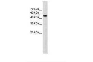 Image no. 1 for anti-Nuclear Receptor Subfamily 1, Group H, Member 2 (NR1H2) (N-Term) antibody (ABIN203329) (NR1H2 antibody  (N-Term))