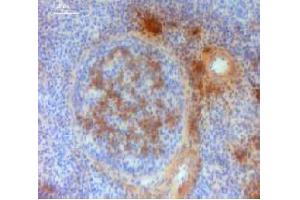 Immunohistochemistry (IHC) image for Mouse anti-Chicken IgM antibody (ABIN2474843) (Mouse anti-Chicken IgM Antibody)