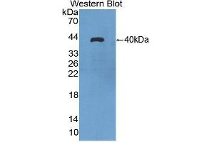 Figure. (Aquaporin 8 antibody  (AA 129-228))