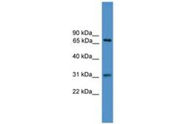 ZNF471 antibody  (N-Term)