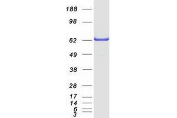 WDR1 Protein (Transcript Variant 1) (Myc-DYKDDDDK Tag)