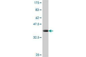 Western Blot detection against Immunogen (37. (FEV antibody  (AA 31-130))